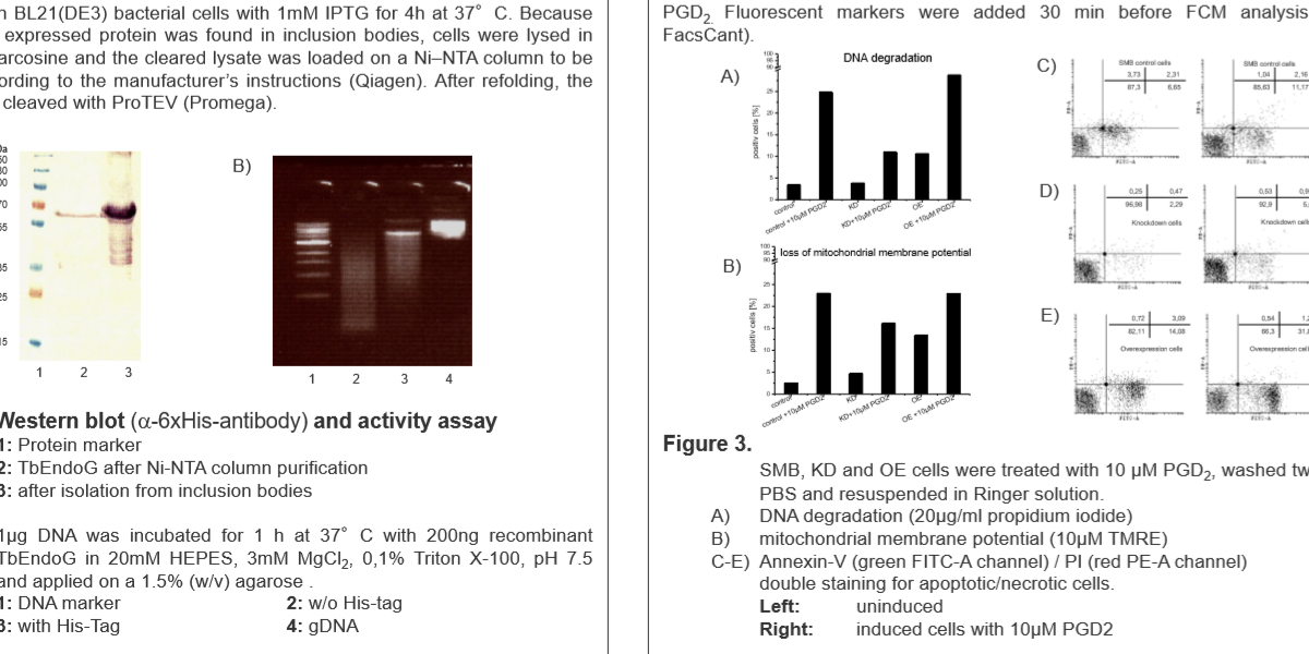Poster Endonuclease G