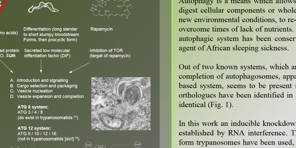 Poster Autophagy-related gene 8